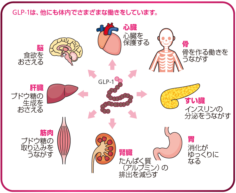 GLP-1の様々なメリット