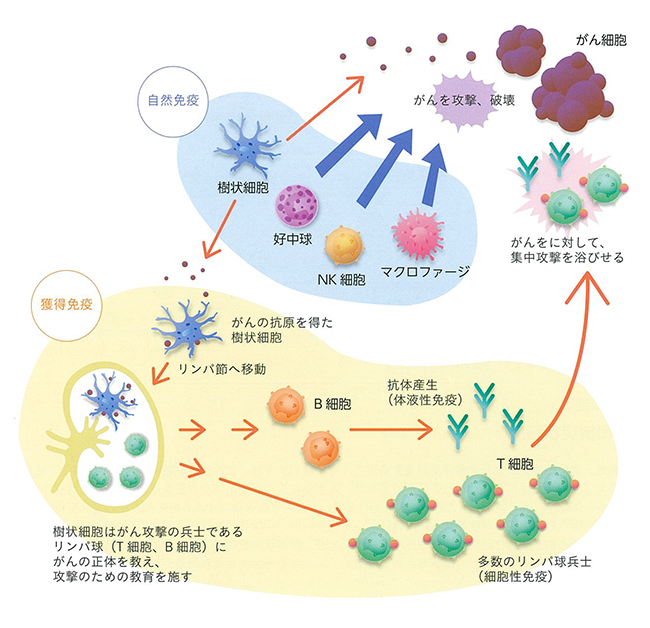 がんに対する免疫サイクル